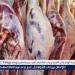 اسعار اللحوم اليوم الجمعه 2يناير 2026 فى مجازر وأسواق المنيا