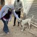 الخدمات البيطرية بالإسكندرية تُكثف حملاتها لتحصين كلاب الشوارع