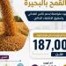 تموين البحيرة: ارتفاع مستمر في معدلات توريد القمح وتجاوز الكميات الموردة 187 ألف طن