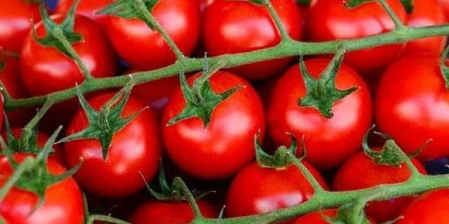 الولايات
      المتحدة..
      سحب
      طماطم
      ملوثة
      بالسالمونيلا
      قد
      تفتك
      بالمستهلكين