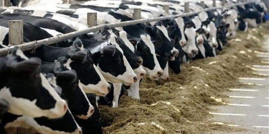 أسعار
      العجول
      والأغنام
      في
      الغربية
      اليوم
      الأربعاء
      4
      يونيو
      2025
