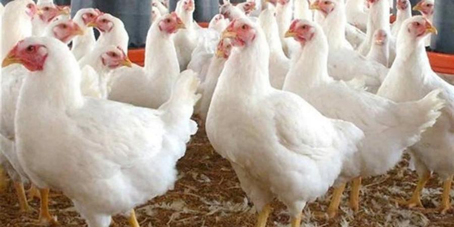 أسعار
      الفراخ
      البلدي
      والحمراء
      والبيضاء
      في
      السويس
      اليوم
      الأحد
      12
      أكتوبر
      2025
