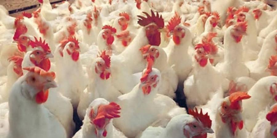 أسعار
      الدواجن
      والبيض
      بأسواق
      الوادي
      الجديد
      اليوم