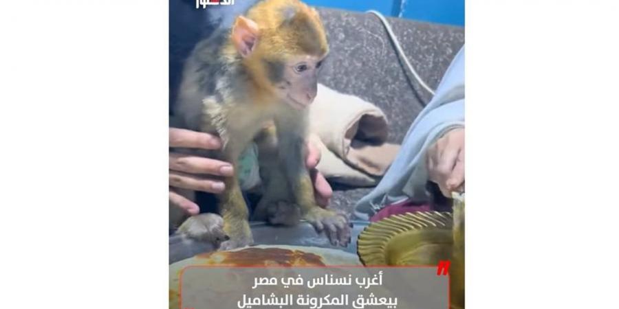 أغرب
      نسناس
      في
      مصر..
      بيعشق
      المكرونة
      البشاميل
      (فيديو)