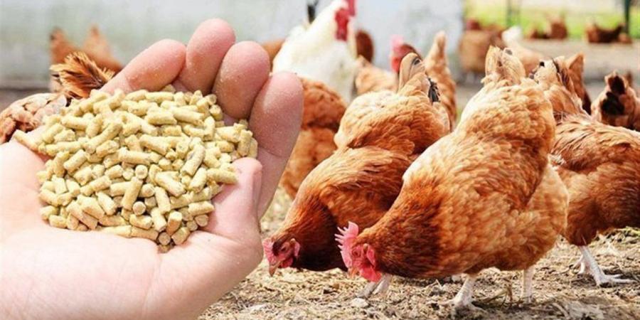 أسعار
      الحبوب
      والأعلاف
      في
      الغربية
      اليوم
      الثلاثاء
      14
      أكتوبر
      2025