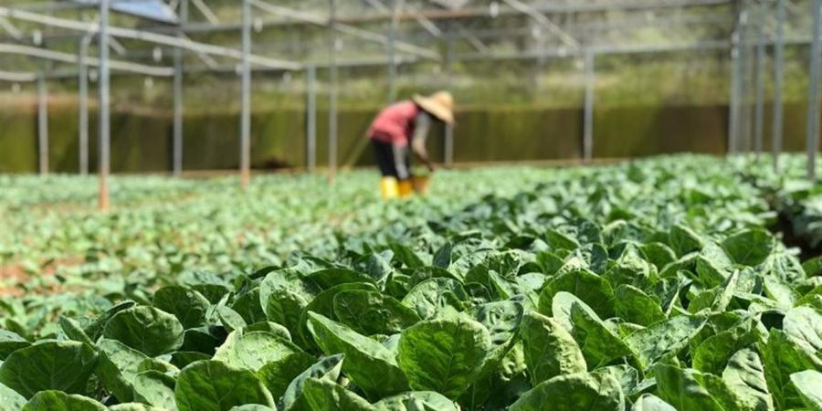 مجموعة
      العشرين
      تؤكد
      أهمية
      وضع
      الزراعة
      والغذاء
      في
      النقاشات
      الاقتصادية
      الدولية