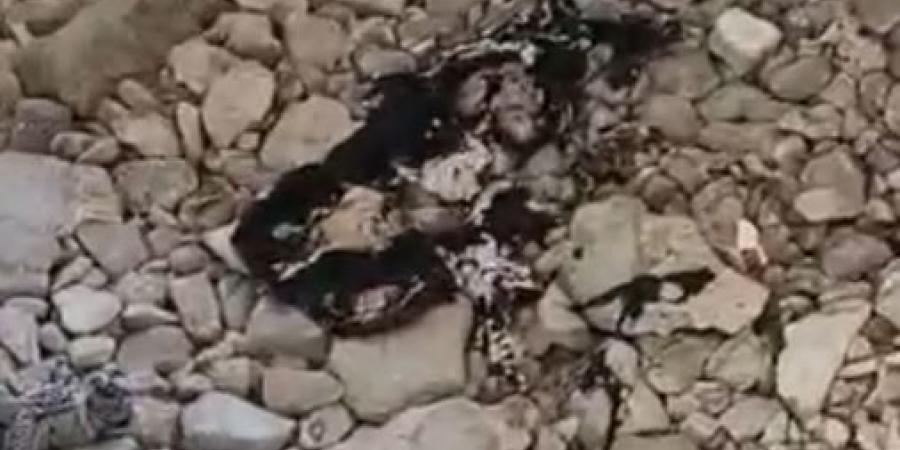 ننشر
      الصور
      الأولى
      من
      داخل
      منزل
      جريمة
      المنشار
      بالإسماعيلية..
      صور