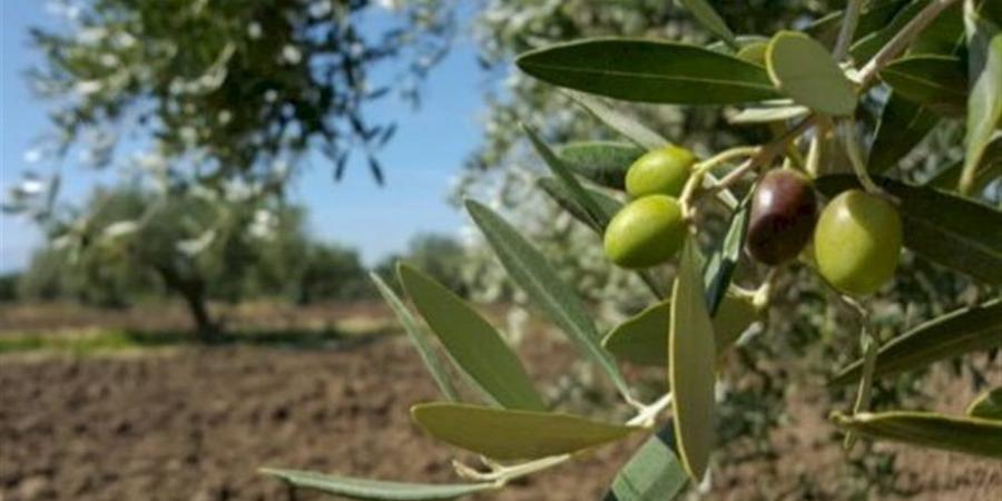 مستوطنون
      يقتلعون
      60
      شجرة
      زيتون
      في
      الخليل