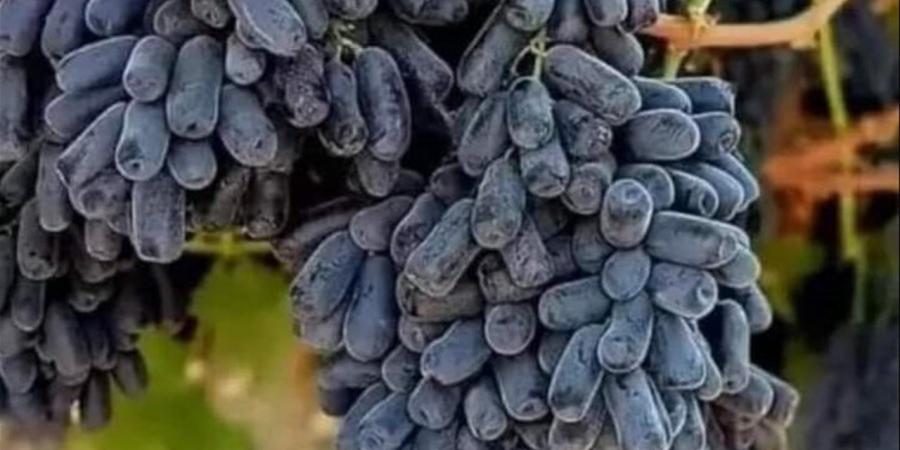 "الزراعة"
      تقدم
      نصائح
      فنية
      لمزارعي
      العنب
      خلال
      شهر
      أكتوبر