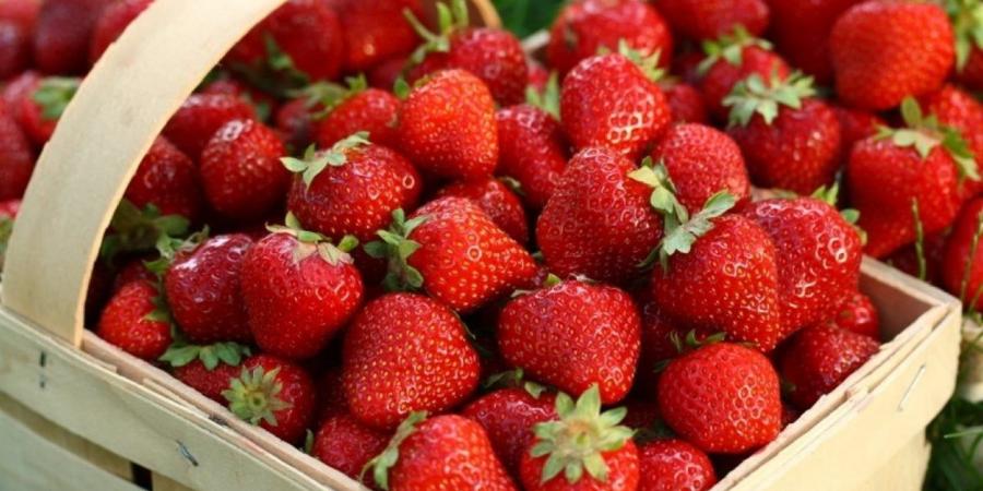 الفراولة
      تثبت
      فعاليتها
      في
      مكافحة
      السكري