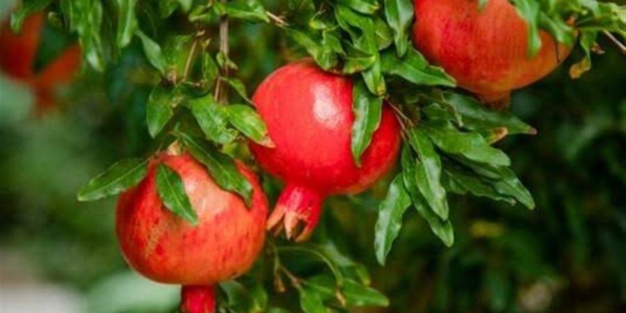 وزير
      الزراعة
      يعلن
      فتح
      السوق
      الفنزويلي
      أمام
      صادرات
      مصر
      من
      الرمان
      الطازج