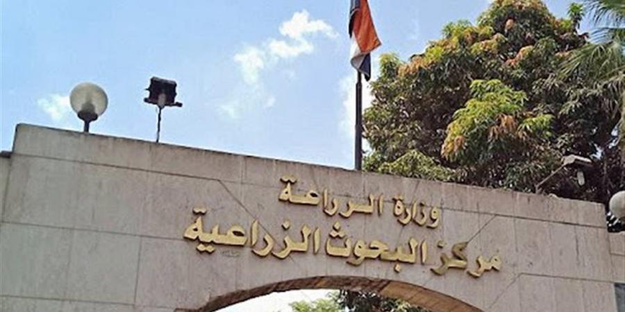 "البحوث
      الزراعية
      للتدريب"
      تنفذ
      دورة
      تدريبية
      حول
      إدارة
      التغيير
      وحل
      المشكلات
      واتخاذ
      القرار