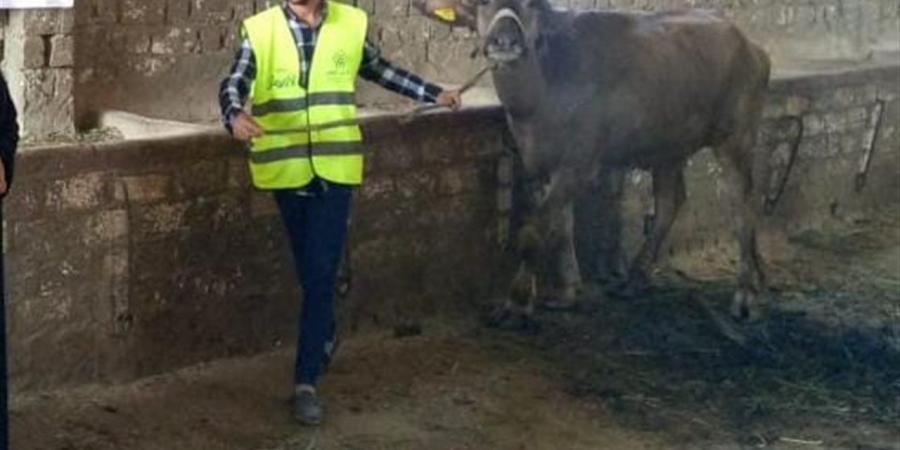 تسليم
      4817
      رأس
      ماشية
      للأسر
      الأولى
      بالرعاية
      بقرى
      ومراكز
      سوهاج