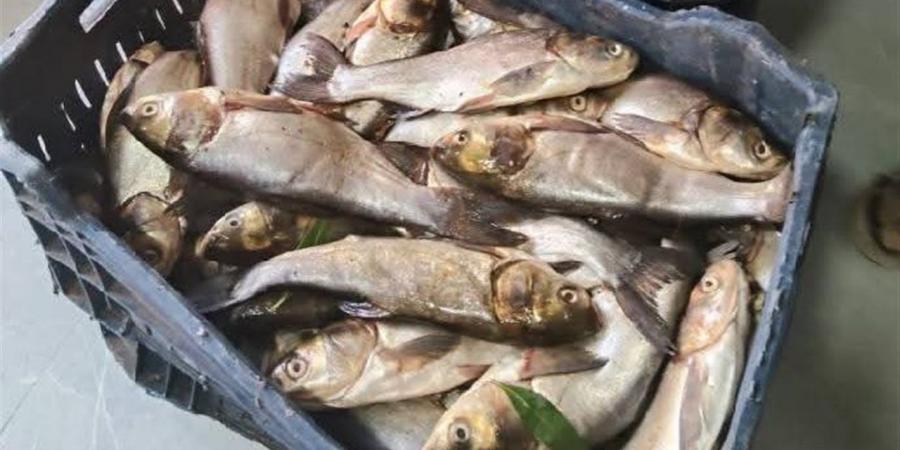 "تموين
      الداخلة"
      يضبط
      129
      كيلو
      جرامًا
      من
      أسماك
      الصرف
      الصحي
      الفاسدة