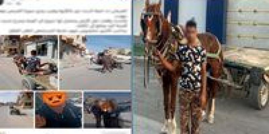 عربة كارو تدهس سيدة أمام مستشفى بالعريش.. والداخلية تكشف التفاصيل