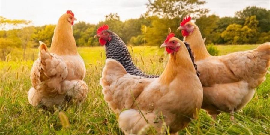 أسعار الدواجن والبيض اليوم الثلاثاء 4 من نوفمبر 2025