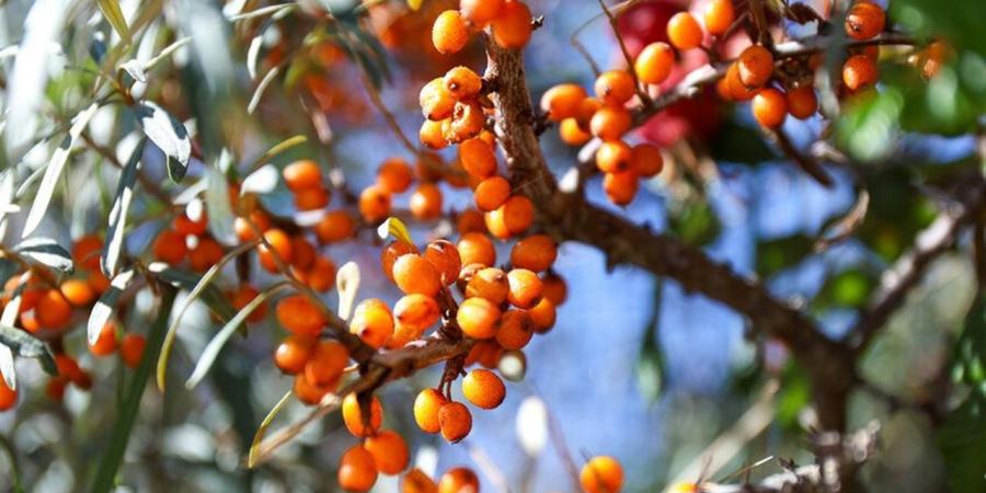 "المعجزة السيبيرية".. ثمرة صغيرة تحارب 3 أمراض قاتلة وتكافح التجاعيد