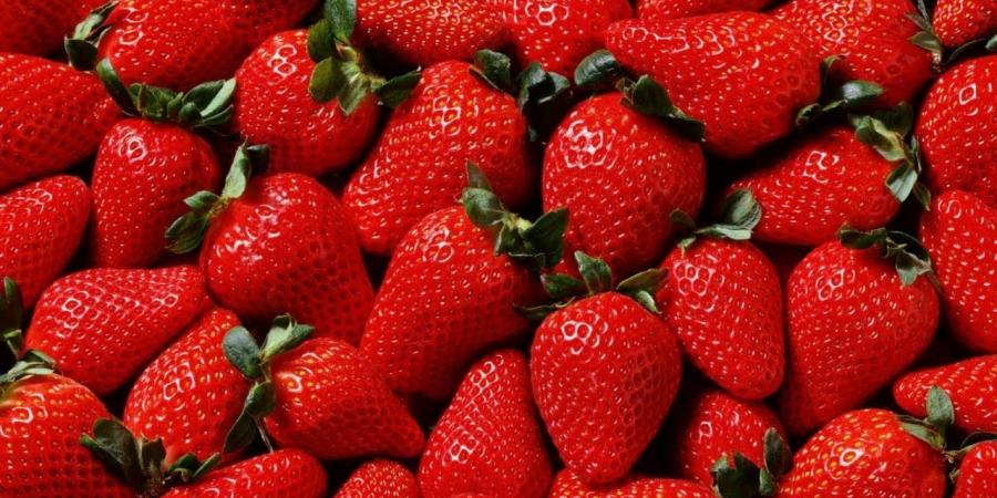 مصر أكبر دولة في العالم في تصدير الفراولة المجمدة
