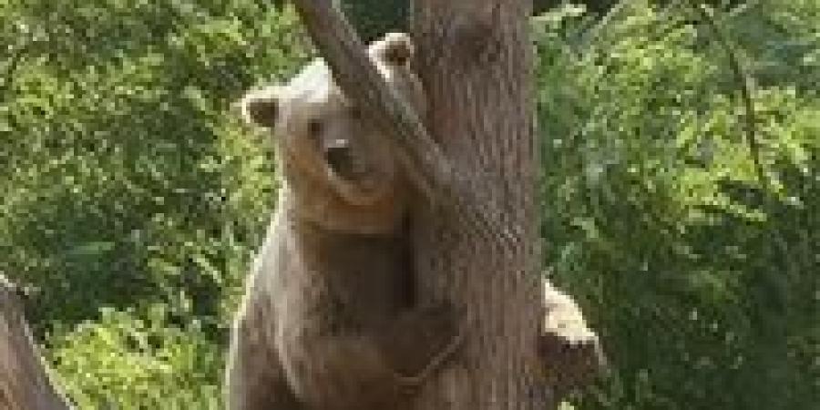 اجتياح غير مسبوق.. الدببة تجبر اليابان على إعلان الطوارئ