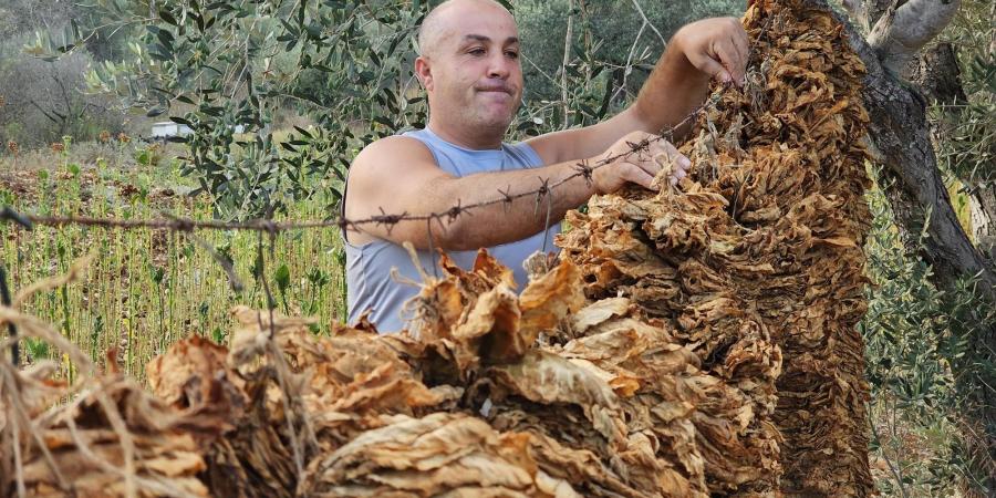 25 ألف عائلة تقاوم بأوراق التبع.. تحت القصف والتهديد