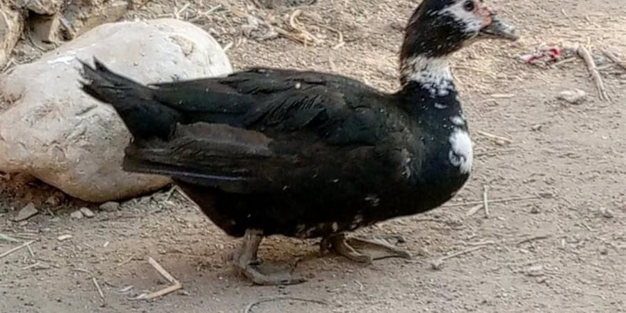 انخفاص أسعار البط اليوم بالغربية