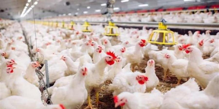 أسعار الدواجن اليوم الأحد 9 نوفمبر 2025