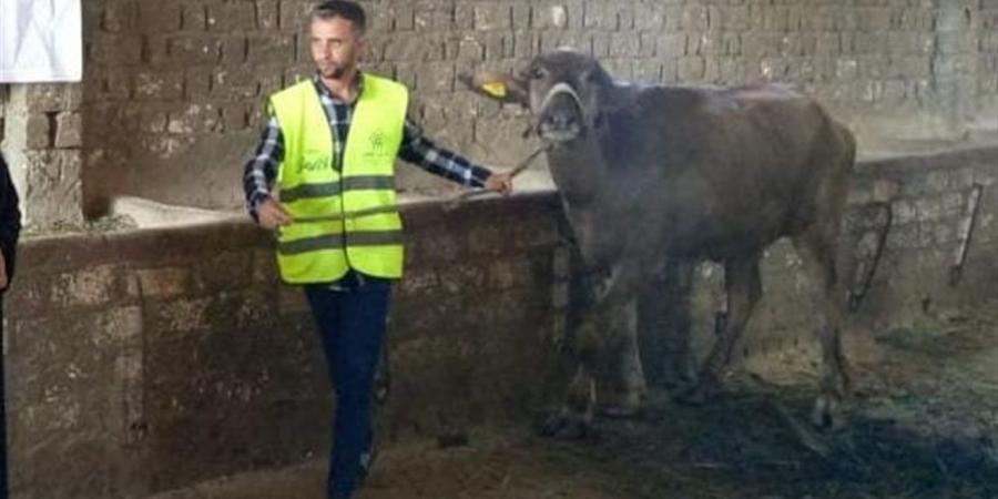 الأورمان تسلم 2641 رأس ماشية للأسر الأولى بالرعاية بالشرقية