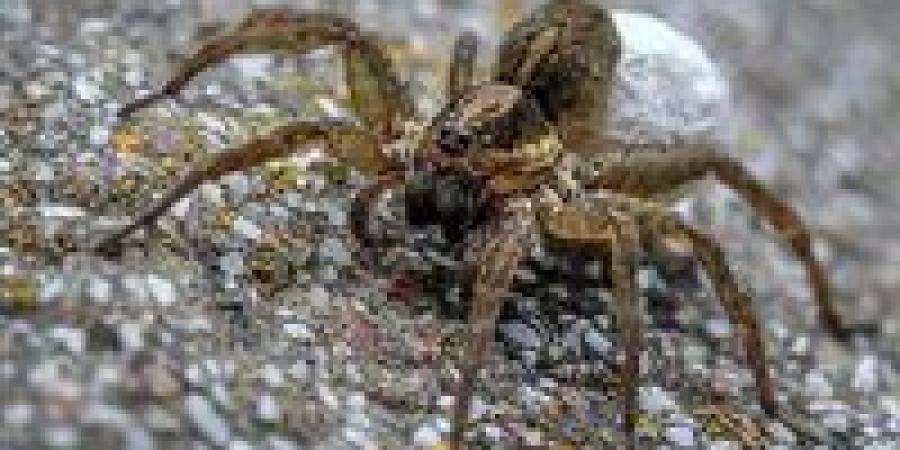 أكبر بيت للعناكب على وجه الأرض.. اكتشاف شبكة ضخمة داخل كهف