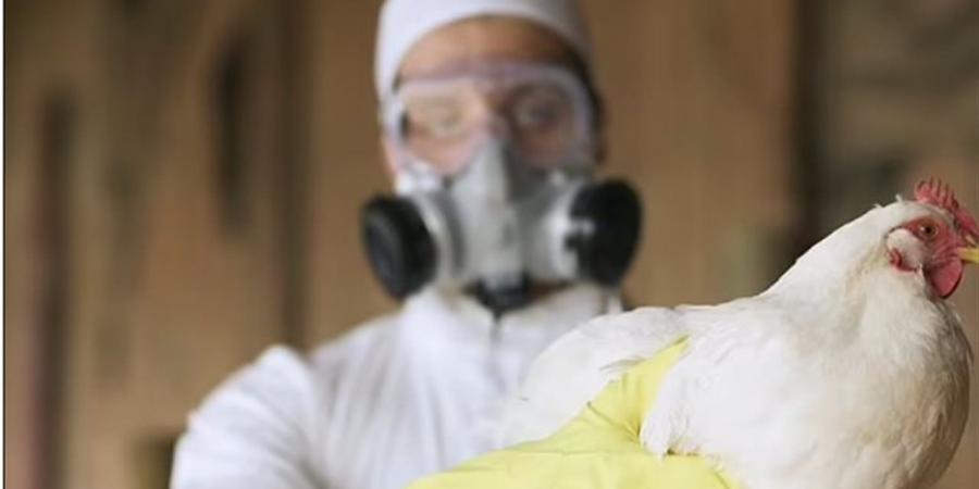 واشنطن تعلن عن أول إصابة بشرية محتملة بإنفلونزا الطيور منذ فبراير الماضي