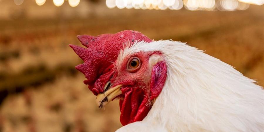 سعر الفراخ اليوم الجمعة 14 نوفمبر 2025 في بورصة الدواجن