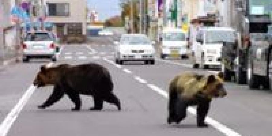 اليابان تُعلن الحرب على الدببة.. والشرطة تتسلّح بالبنادق والعبوات البلاستيكية!