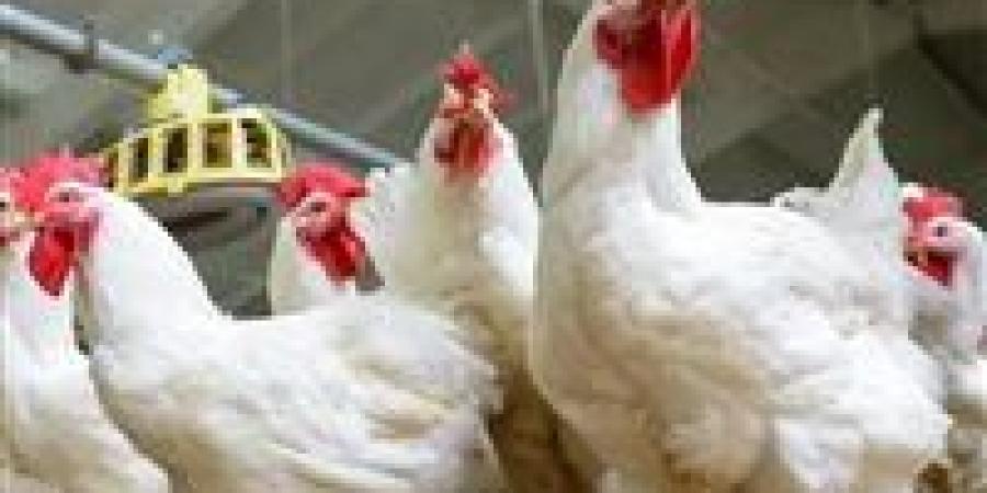 سعر كيلو الفراخ البيضاء اليوم السبت 15-11-2025 في بورصة الدواجن بعد انخفاضها