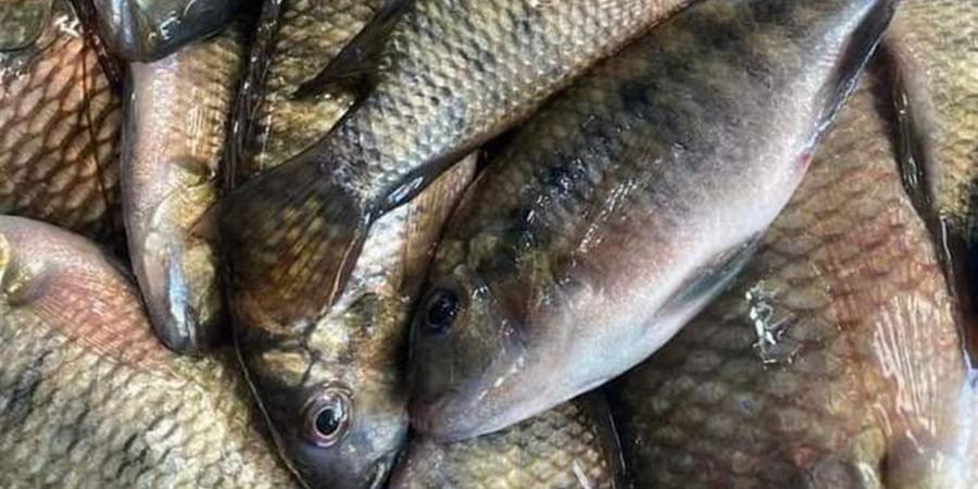 سعر السمك اليوم الأحد في سوق العبور والأسواق المحلية