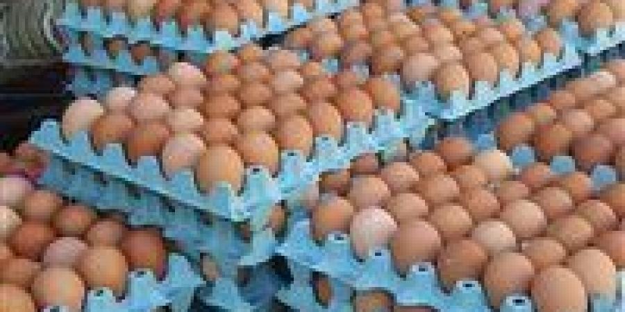 انهيار سعر طبق البيض وسط مطالبات المربين بتحديد سعر عادل
