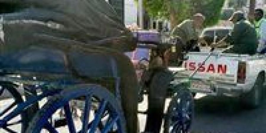 مجلس مدينة الأقصر يواصل حملات التحفظ على عربات الحنطور المخالفة في الأقصر