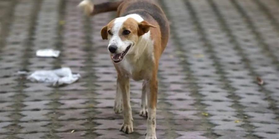 بالأسماء.. كلب ضال يعقر 9 أشخاص بينهم أطفال فى أسوان