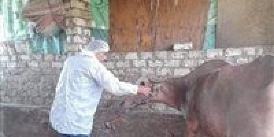 تحصين 133 ألف رأس ماشية ضمن الحملة القومية للتحصين بالمنيا