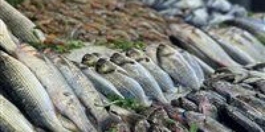 أسعار الأسماك ترتفع تدريجياً قبل موسم الشتاء