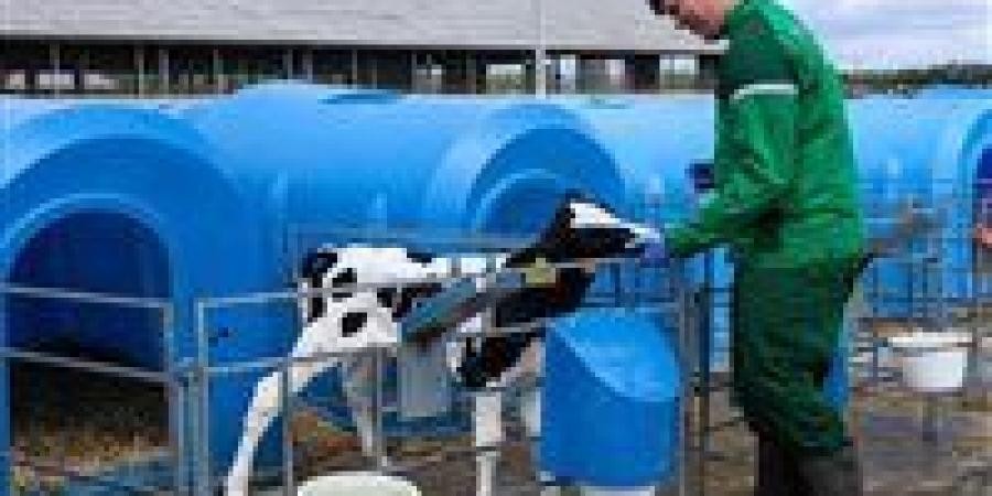 نجاح جديد في روسيا.. ولادة عجلين مستنسخين "ميلكا" و"إيسكركا" بوزن طبيعي