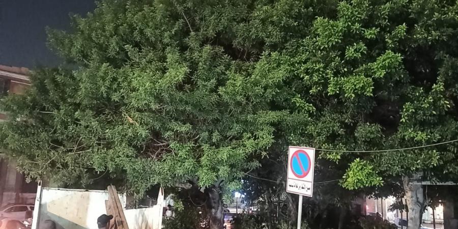 محافظة الإسكندرية تزيل خطورة شجرة أمام كوبري الجامعة في نطاق حي وسط