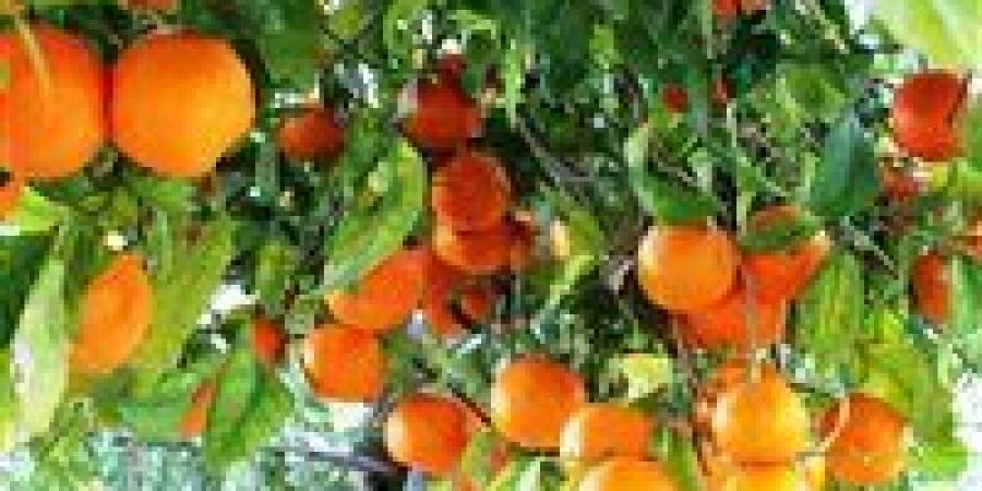 مصر تقفز إلى المرتبة الثانية عالميًا في صادرات البرتقال