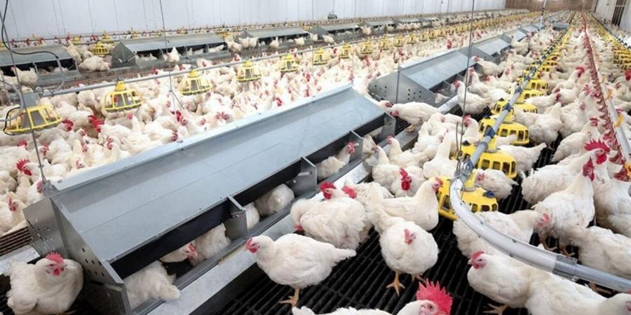 بورصة الدواجن اليوم.. تحديث أسعار الفراخ الآن 19-11-2025