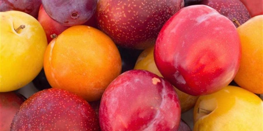 "البرقوق المجفف".. السلاح السحري لفقدان الوزن وتحسين الطاقة اليومية