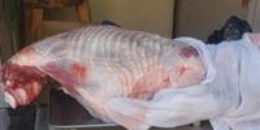 حملات موسعة على المخابز البلدية ومنافذ بيع اللحوم والأسواق بالقوصية.. ومحافظ أسيوط يشدد على استمرارها