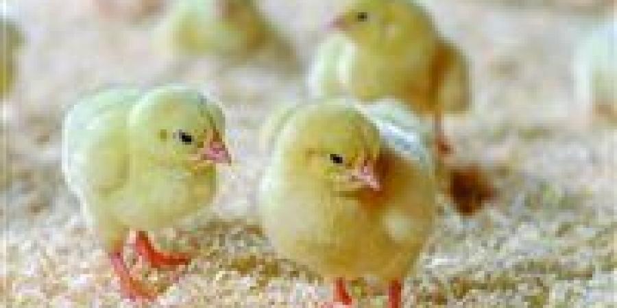 بعد الانخفاض الأخير..أسعار الكتاكيت اليوم السبت 22 نوفمبر 2025