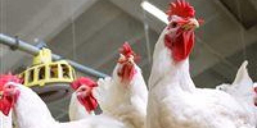 بعد التراجع الأخير.. سعر كيلو الفراخ البيضاء اليوم الاثنين 24 نوفمبر 2025