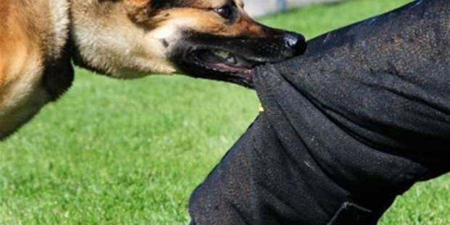 "الزراعة" تنظم ندوة توعوية بالشرقية حول السعار والتحصين ومقاومة الميكروبات