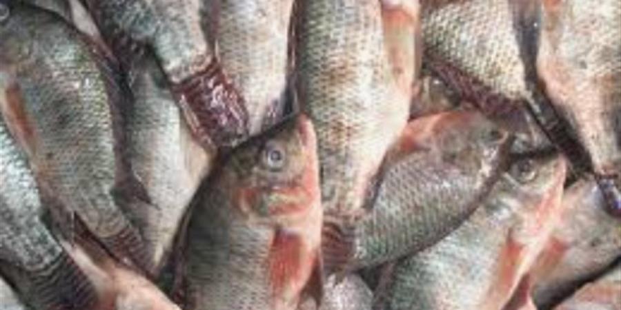 أسعار الأسماك الطازجة بأسواق الوادي الجديد اليوم الخميس 27 نوفمبر