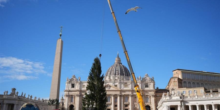 رفع شجرة عيد الميلاد في ساحة القديس بطرس