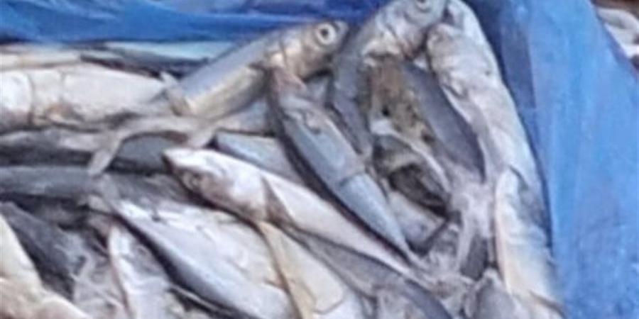 الاستقرار يسود سوق سمك الجملة بالعبور اليوم